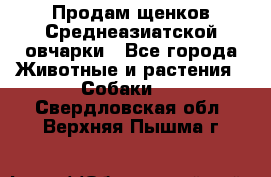 Продам щенков Среднеазиатской овчарки - Все города Животные и растения » Собаки   . Свердловская обл.,Верхняя Пышма г.